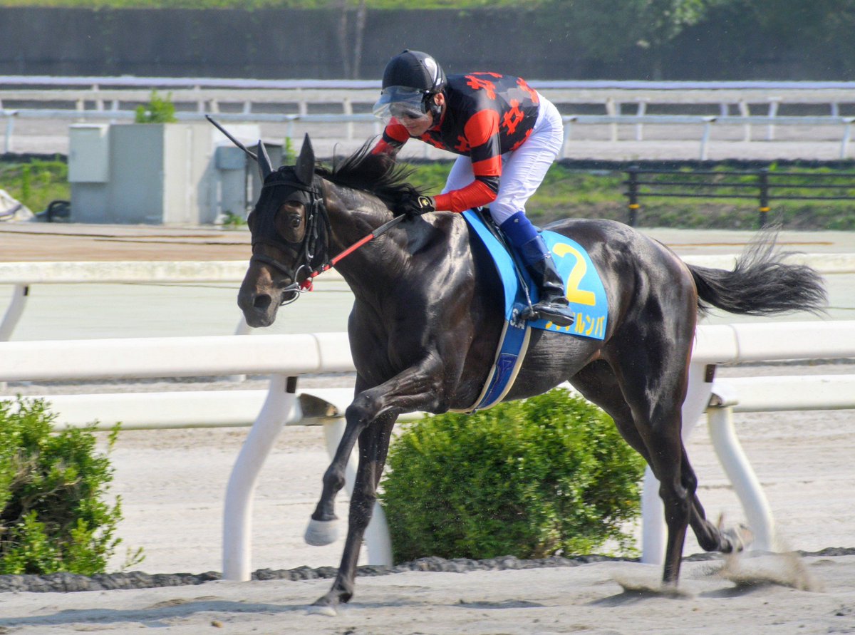 tttt0145's tweet photo. ２Ｒ ２歳新馬−１

１着　#リケアルンバ（赤岡修次）

新馬勝ちおめでとうございます㊗️

２着　#ブラックパトロール（永森大智）
３着　#カバチタレ（阿部基嗣）

でした。

#高知競馬 https://t.co/mFYLDlIkCL