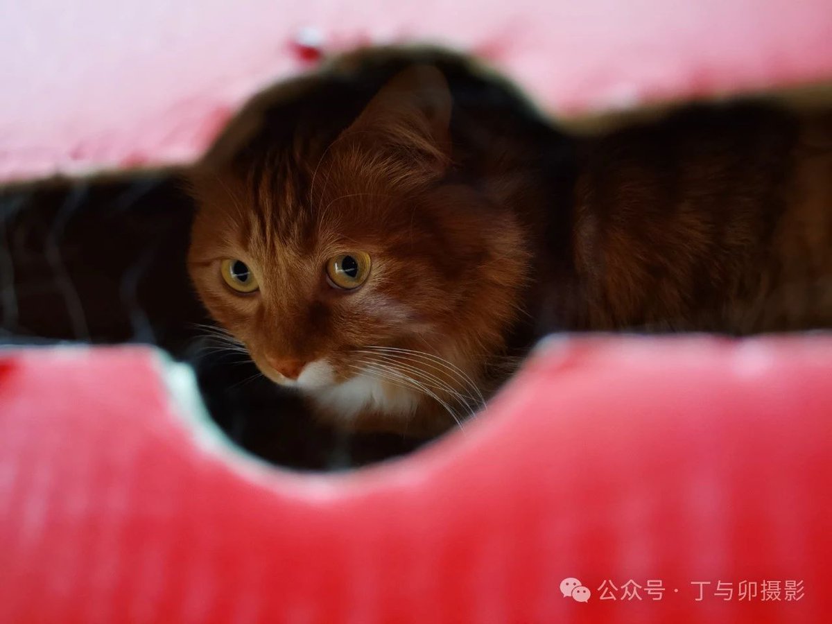 FallLove7's tweet photo. [New to photography Master the rule of thirds—divide your frame into 9 equal boxes, place subjects at intersecting lines for more dynamic, eye-catching shots. Perfect for starting out!]， https://t.co/Nyb4Roxs5z