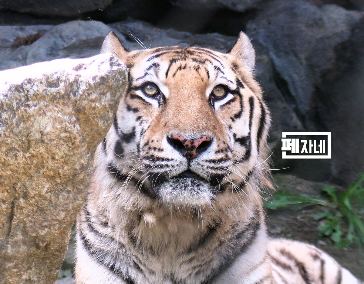 PetitPenza's tweet photo. (📹2026.07)
약 1년 3개월만에...! (마지막 본 게 2025년 4월)
방사장에 출근한 로스토프 본 날🧡
아침 일찍 잠시 나왔다가 내실문 열리니까 들어감ㅋㅋ

#서울대공원 #서울동물원 #호랑이 #로스토프
#SeoulZoo #Tiger #Rostov
#ソウル大公園 #アムールトラ #ロストフ https://t.co/DNP4GyWEQY