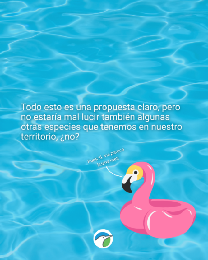 SEO_BirdLife's tweet photo. Si estos flotadores existieran, estarían hechos de materiales 100% biodegradables. El plástico desechable y los hinchables que acaban abandonados en las playas son una de las amenazas más grandes para los ecosistemas marinos y las aves que protegemos. https://t.co/k7aYq1mY43