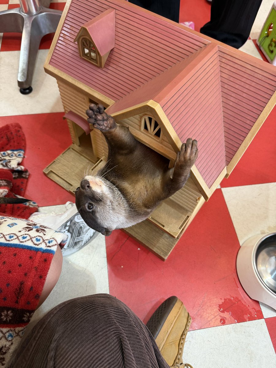 Xn1Y__'s tweet photo. 名古屋のカワウソ店可愛すぎて1時間ってはやいなあって思ってた https://t.co/JNuYqd1tWP