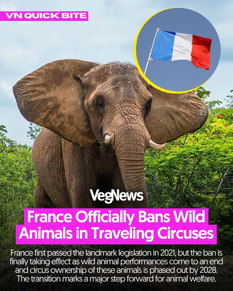 VegNews's tweet photo. Nice work, #France! 👏🏽👏🏽👏🏽 Animals shouldn't be performing in circuses at all, but this is a start. https://t.co/P0N59XpQjU