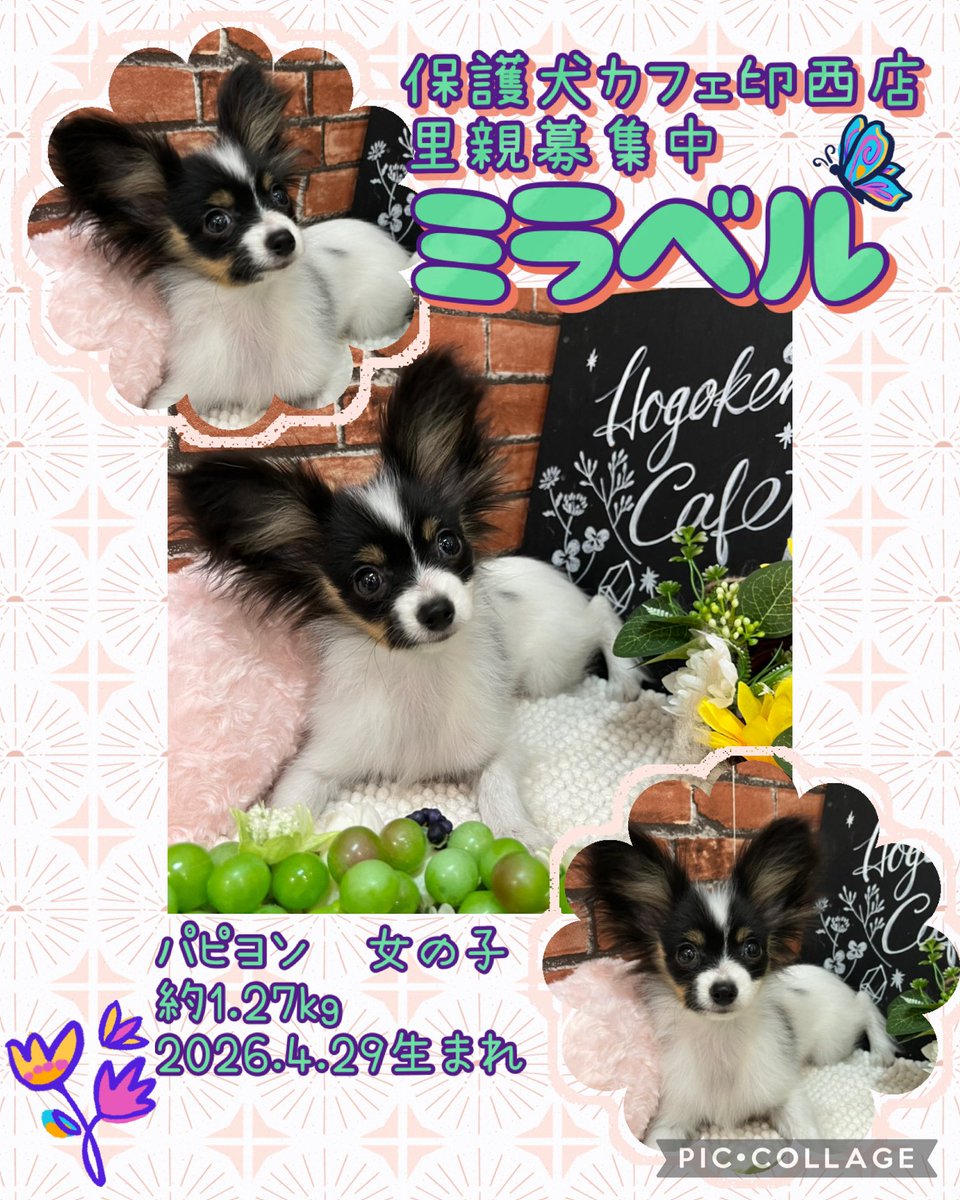 🐾#里親募集中🐾 ニューフェイスのミラベルちゃん🔰🐶 ぱやぱやな毛と