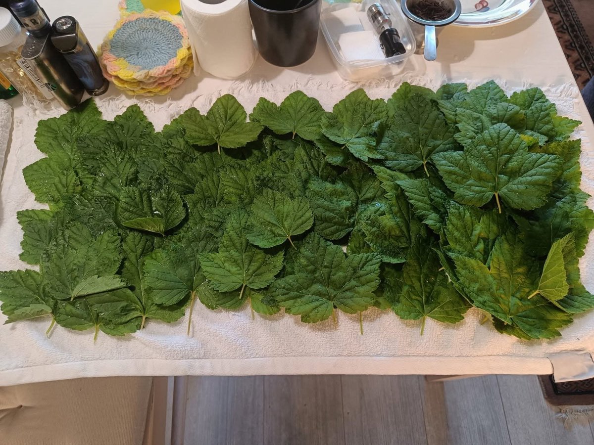 HilpoJuhana's tweet photo. Side project

Russian pickles (Lacto-fermented cucumbers)

This year, I got started on these nice and early. I also found better cucumbers than I did last year.
1/8
#russianpickles #lactofermentation #fermentation #homemade #traditionalpreservation #finnishcuisine https://t.co/FzH5PTEn8i