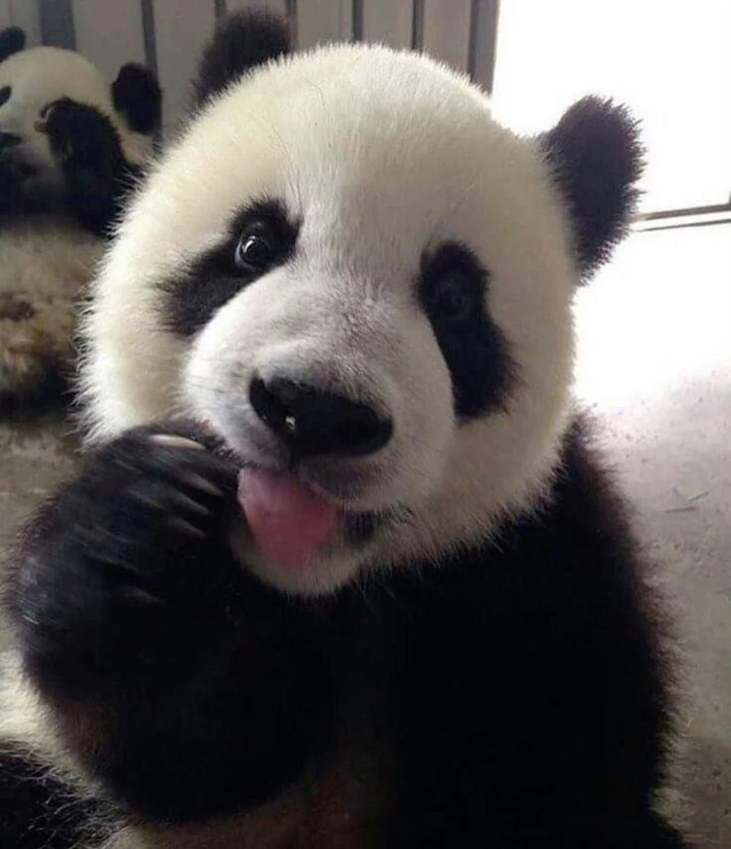 miwiisaa's tweet photo. who runs this account 🐼 https://t.co/p1z2Urbb87
