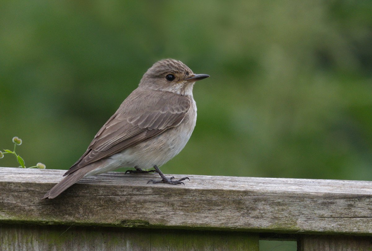 FarryCarolyn's tweet photo. Spotted Flycatchers at various spots in the North East in the last few weeks. Great to see quite a few juveniles about. @DurhamBirdClub https://t.co/WYXQLJdB5L