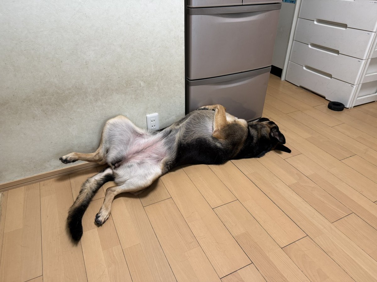 maki☆laponsipon tweet media