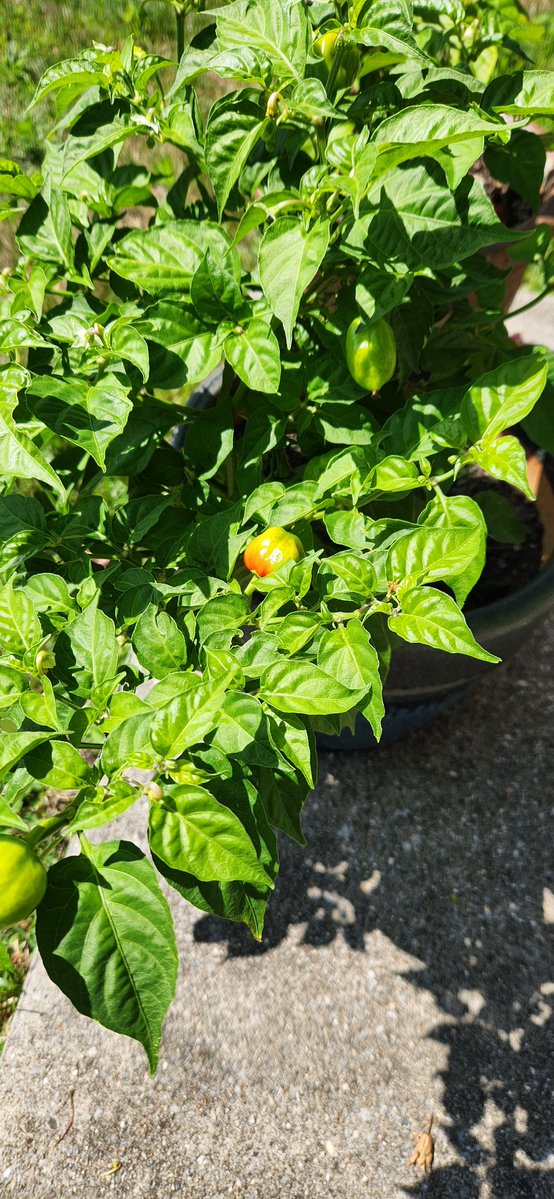 CheckBackLater1's tweet photo. Habaneros doing well. Irrigation isnthe future. -Fecchan https://t.co/4yzmo8lxBR