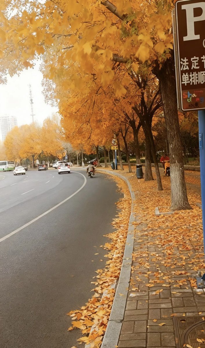 cryssootal's tweet photo. Perfect autumn breeze, golden leaves crunching underfoot, and a warm latte in hand – this is the coziest way to end a weekday.， https://t.co/EOyg8pAyDU