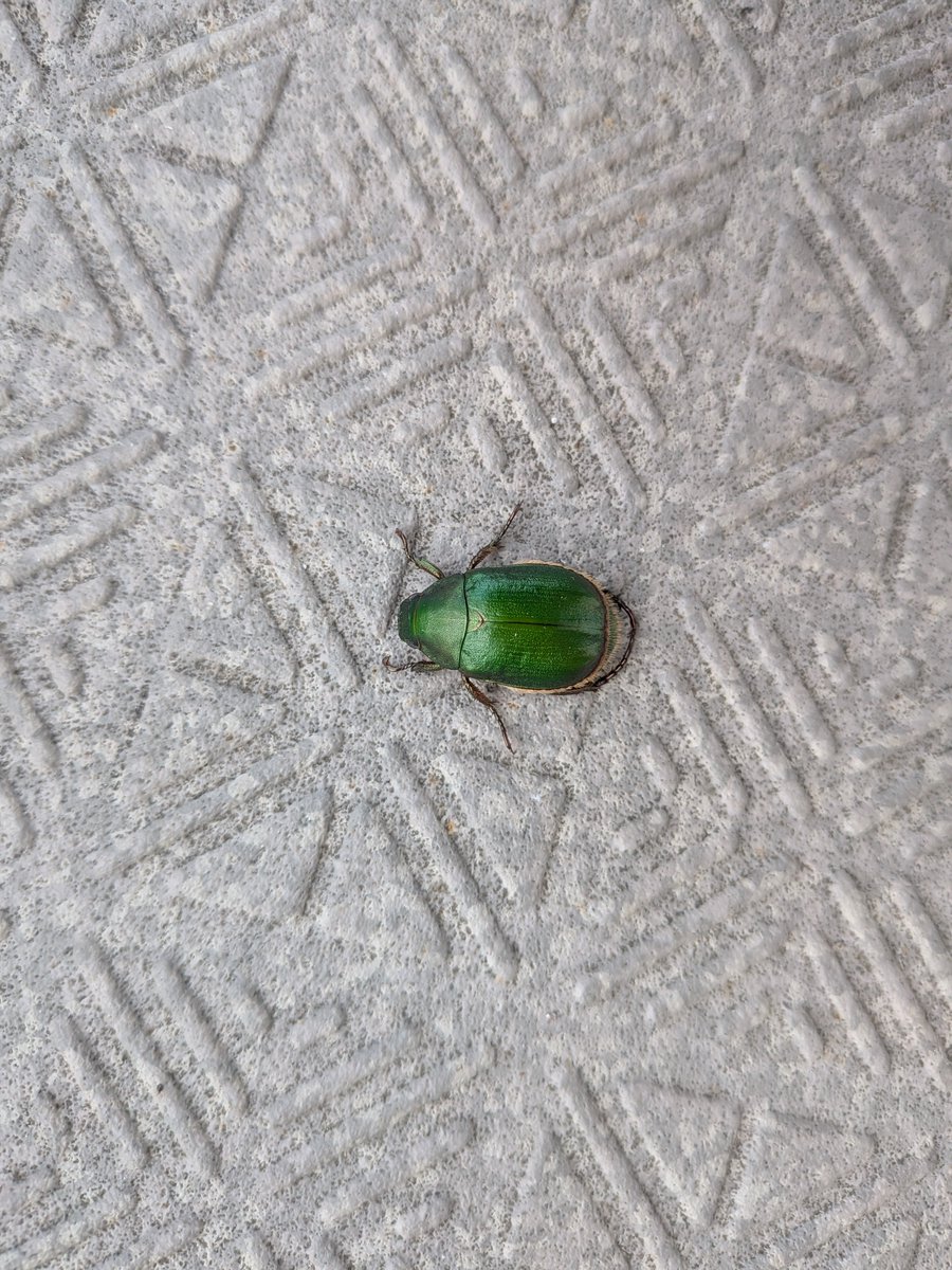 erikobasil's tweet photo. このアオドウガネという虫、やたらあちこちで見かけるんですけど、ひょっとして大発生してたりするんだろか… https://t.co/wgNhacahrQ