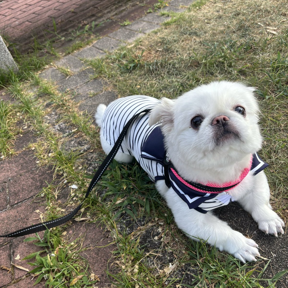 fur6aby's tweet photo. あさんぽのときにセーラー服着てたの可愛すぎるから見てほしい🥹🥹🥹 https://t.co/BG0vC0fMyO