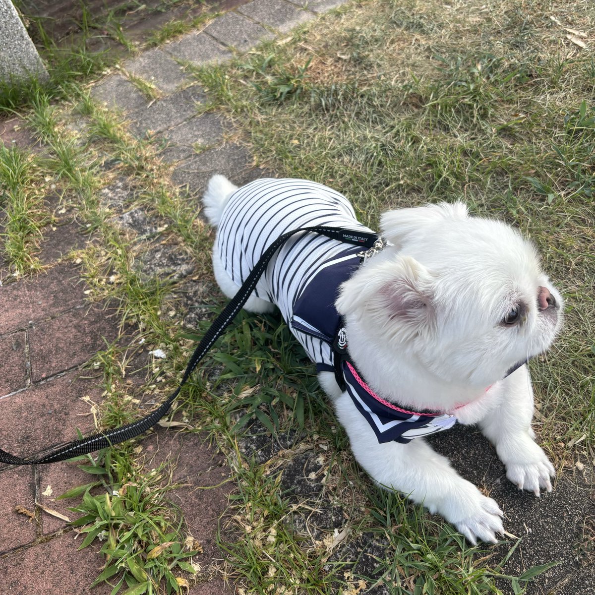 fur6aby's tweet photo. あさんぽのときにセーラー服着てたの可愛すぎるから見てほしい🥹🥹🥹 https://t.co/BG0vC0fMyO
