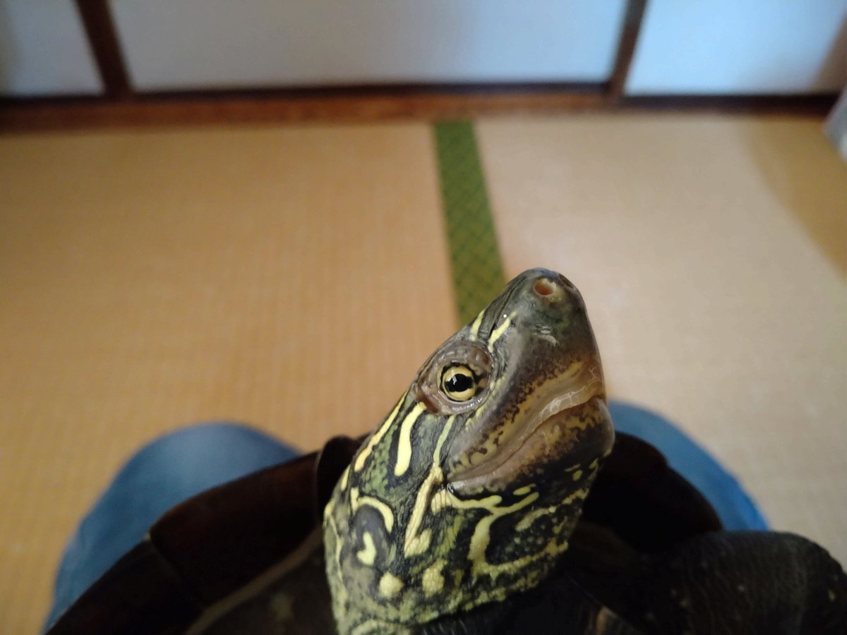 mithiyo1008roon's tweet photo. 亀が遊んたあとの部屋を掃除してたら甲羅の脱皮した屑が沢山あった遊ばせながらもカーペットクリーナーで掃除してると
クリーナーにヤキモチ焼いてクリーナーを壊そうとする亀 https://t.co/zFajYXWhnN