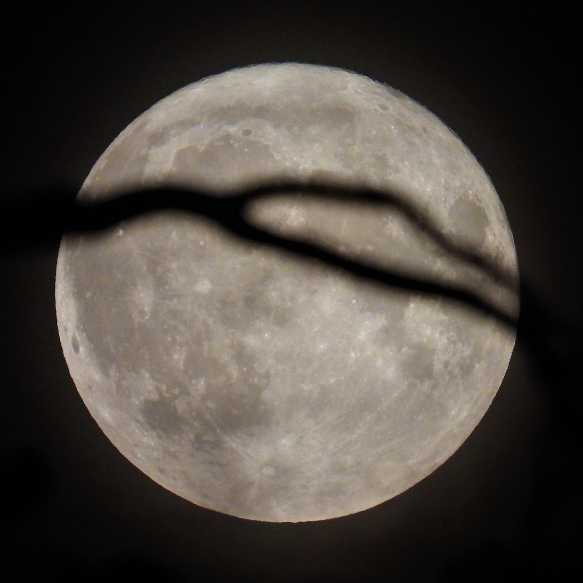 FunkyAppleTree's tweet photo. It's Spot the Buck time!
Next #fullMoon is on 29th July at 3.36pm in the UK. 🦌🌝 @StormHour @ThePhotoHour #LoveUKweather @metoffice #BuckMoon https://t.co/BFGu7MPvmU