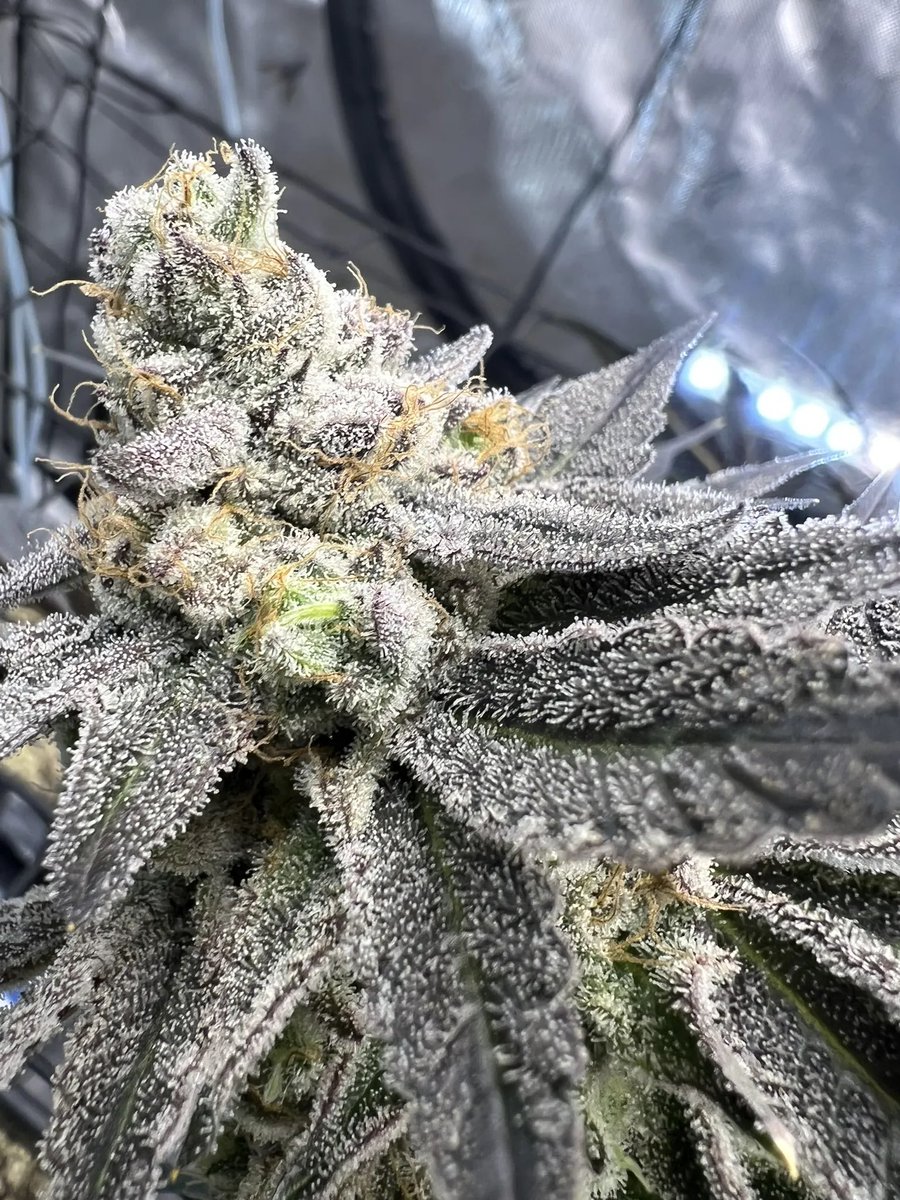 packbanditz's tweet photo. 🍓🧃 𝙅𝙐𝙄𝘾𝙀 𝙋𝘼𝘾𝙆 🧃🍓
(𝙎𝙩𝙖𝙧𝙗𝙪𝙧𝙨𝙩 36 x 𝙎𝙩𝙧𝙖𝙬𝙗𝙚𝙧𝙧𝙮 𝘽𝙖𝙣𝙖𝙣𝙖 𝙕)
𝘽𝙧𝙚𝙙 𝘽𝙮: @UmamiSeedCo 
𝘾𝙤𝙡𝙡𝙖𝙗: @DNAGenetics 

🧬 𝙇𝙄𝙉𝙀𝘼𝙂𝙀 𝘽𝙍𝙀𝘼𝙆𝘿𝙊𝙒𝙉
⭐️ 𝙎𝙩𝙖𝙧𝙗𝙪𝙧𝙨𝙩 36 (Starburst OG x KC 36)
🍓🍌 𝙎𝙩𝙧𝙖𝙬𝙗𝙚𝙧𝙧𝙮 𝘽𝙖𝙣𝙖𝙣𝙖 𝙕 (Strawberry Banana x Z)

🌱 𝙎𝙚𝙚𝙙 𝙏𝙮𝙥𝙚: Feminized
📦 𝙋𝙖𝙘𝙠 𝙎𝙞𝙯𝙚: 6 Seeds
🎁 𝙁𝙧𝙚𝙚𝙗𝙞𝙚: Sour Zoda (Sour Diesel x Zoda) – 3 Fems

🥤 Juice Pack lives up to its name with vigorous growth, excellent resin production, and a terp profile that’s all about strawberry banana tropical smoothie drenched in kerosene. Expect large plants with plenty of surface area, moderate 2x stretch, and an 8–9 week flowering time.

🔥 A standout choice for hash makers and flavor chasers alike, with sandy resin heads and the signature candy-meets-fuel profile Umami is known for.

🦝 Available Now at Pack Banditz Seed Bank!
🌐 https://t.co/uKs95JLK31