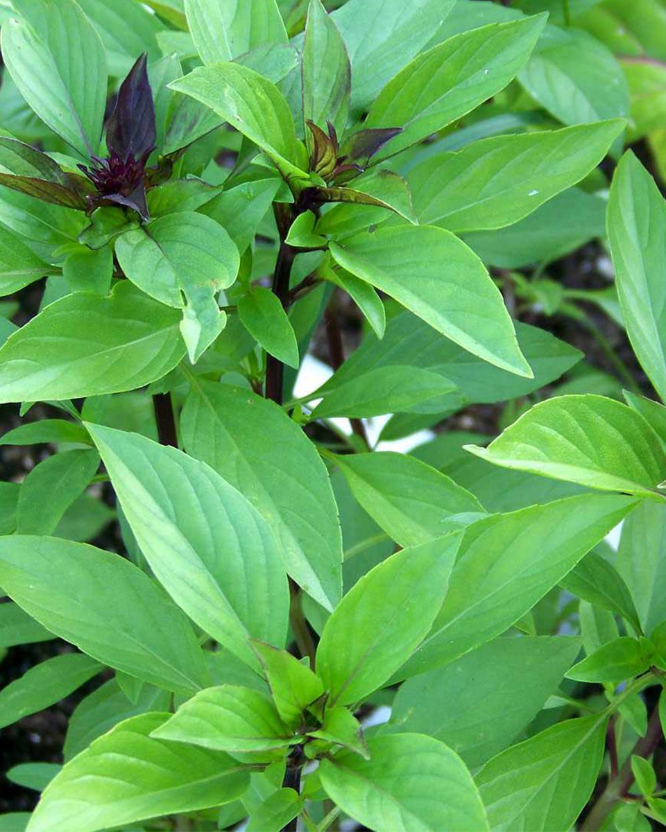 HansBosshard's tweet photo. You eat Thai curry but don't know THIS herb?! 🤯
The secret ingredient that makes it smell AMAZING is Bai Horapa! Once you know it, you'll never cook without it!
https://t.co/PsANU2HPHM 
#ThaiFood #BaiHorapa #ThaiBasil #HuaHin #ThaiCuisine #StreetFood #Herbs https://t.co/Pv7Gjc9H14