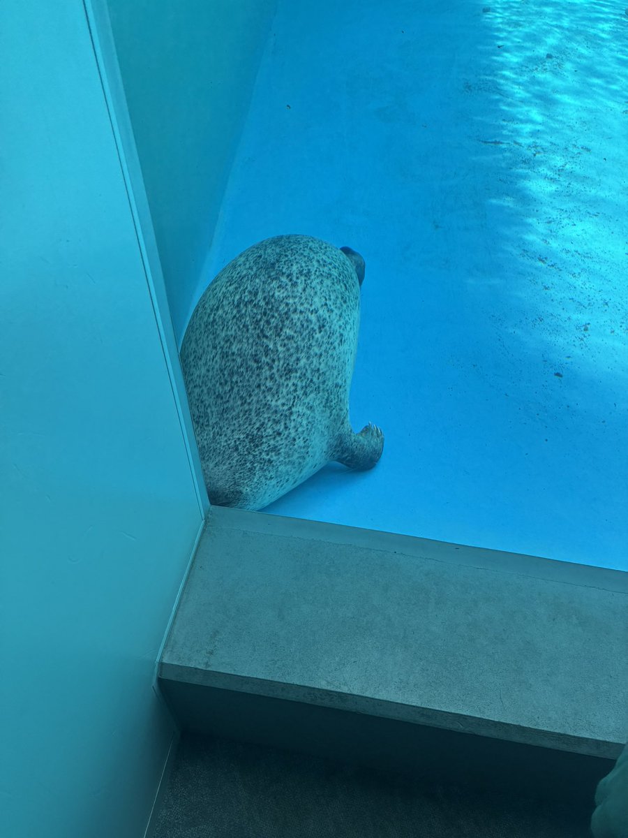 kazutojp's tweet photo. ゆかり姫に会う前に本日のアザ活🦭 https://t.co/Bsjz8QWECF
