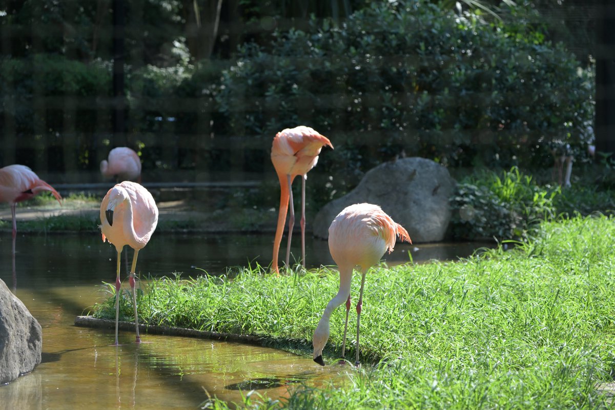 fuwafoto's tweet photo. 最後はオマケでモ��レールも
#千葉市動物公園
#nikon #Z6iii #tamron50400
#z30 #z1650 https://t.co/YPOfi4araR