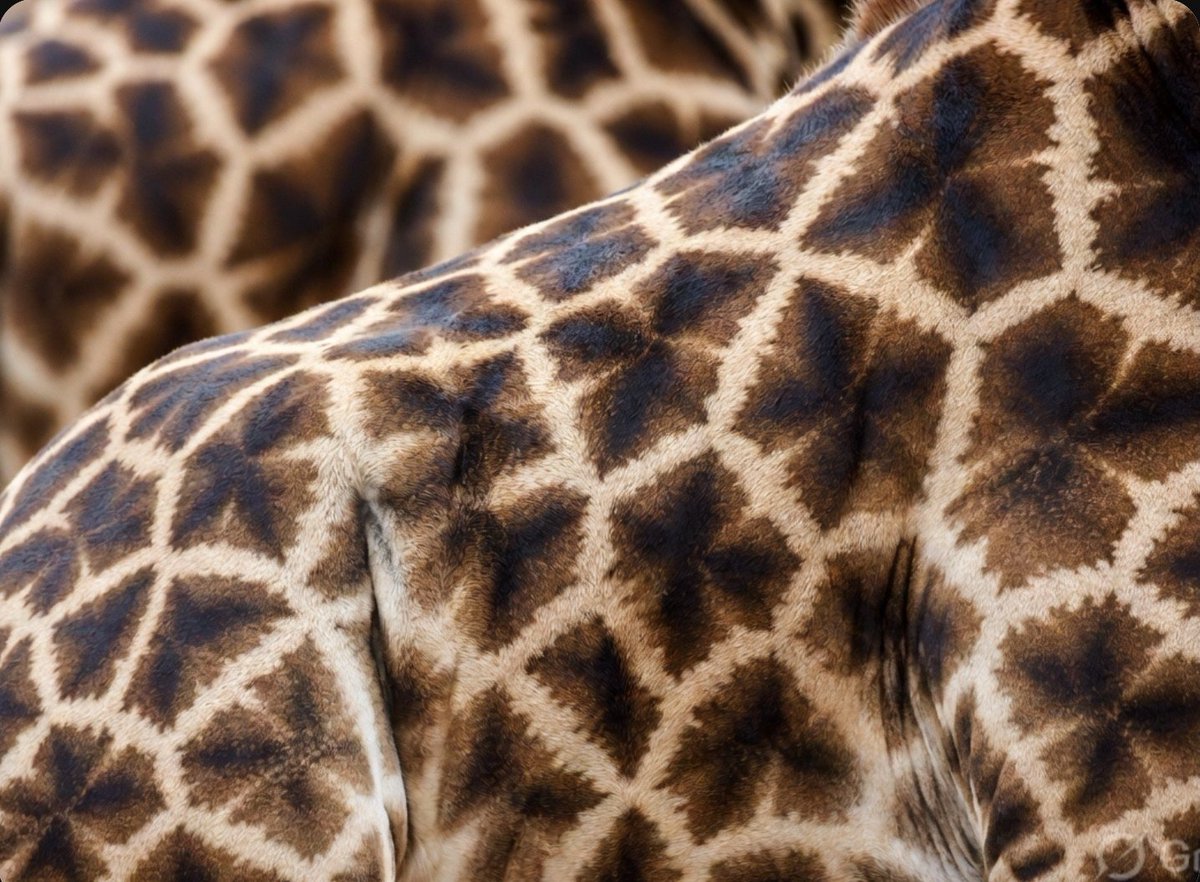 kwgkj's tweet photo. ￼ PICTURE QUIZ: Name the Animal from the Extreme Close-Up! ￼ Only the sharpest eyes will get all 4.
Reply with your answers (e.g. 1B 2A…) + score out of 4 and tag someone who always claims they’re an animal expert! 
#quiz #picturequiz https://t.co/TyN1z6VVkD