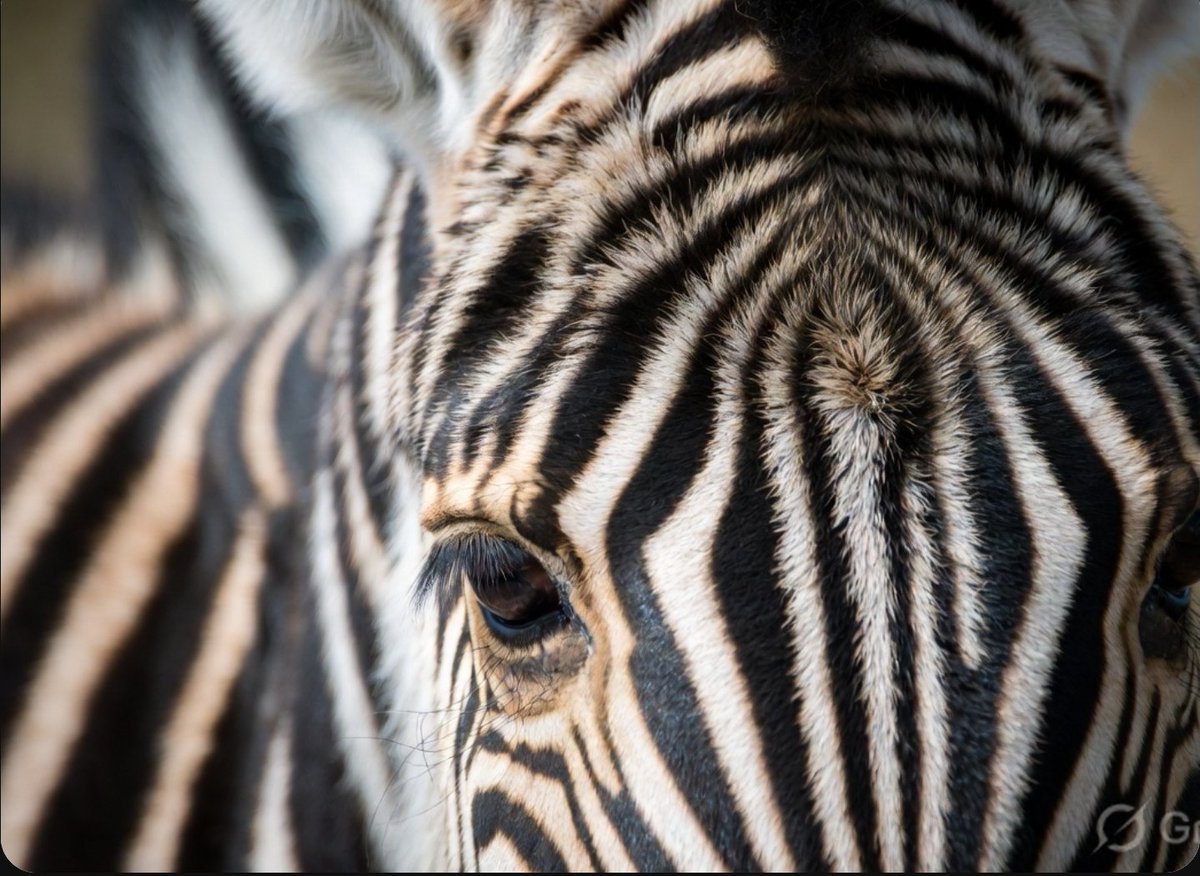 kwgkj's tweet photo. ￼ PICTURE QUIZ: Name the Animal from the Extreme Close-Up! ￼ Only the sharpest eyes will get all 4.
Reply with your answers (e.g. 1B 2A…) + score out of 4 and tag someone who always claims they’re an animal expert! 
#quiz #picturequiz https://t.co/TyN1z6VVkD