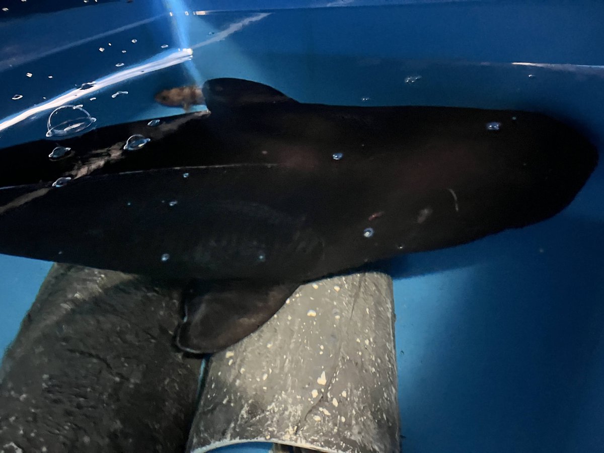 moguranpiaqua's tweet photo. 前回のように展示することが一番なのですが、夏時期の搬入とスペースの関係で、バックヤードにて静養中です。
今後の様子次第にはなりますが、明日11:00からのバックヤード見学にて注意を払いつつ、見学できるようにスタッフが準備を進めています！ https://t.co/Sws5erogOf