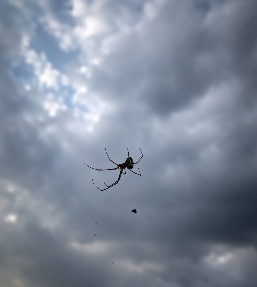 JairoHdez3's tweet photo. Spider in the sky https://t.co/5heJ75uXtk