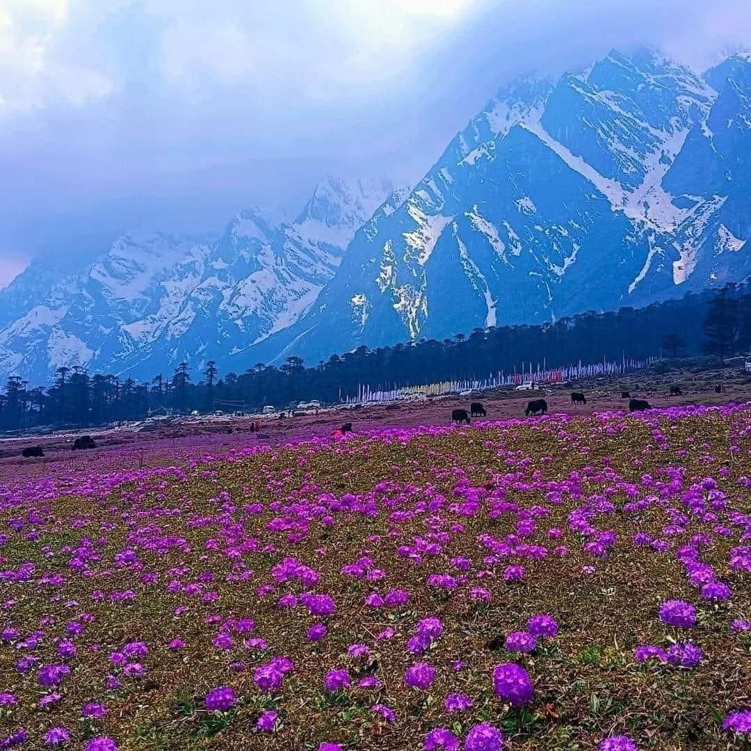 mrrhmehta1's tweet photo. Yumthang Valley, Sikkim. 🏔️⛰️ 🇮🇳 https://t.co/Ili0i4ai0W