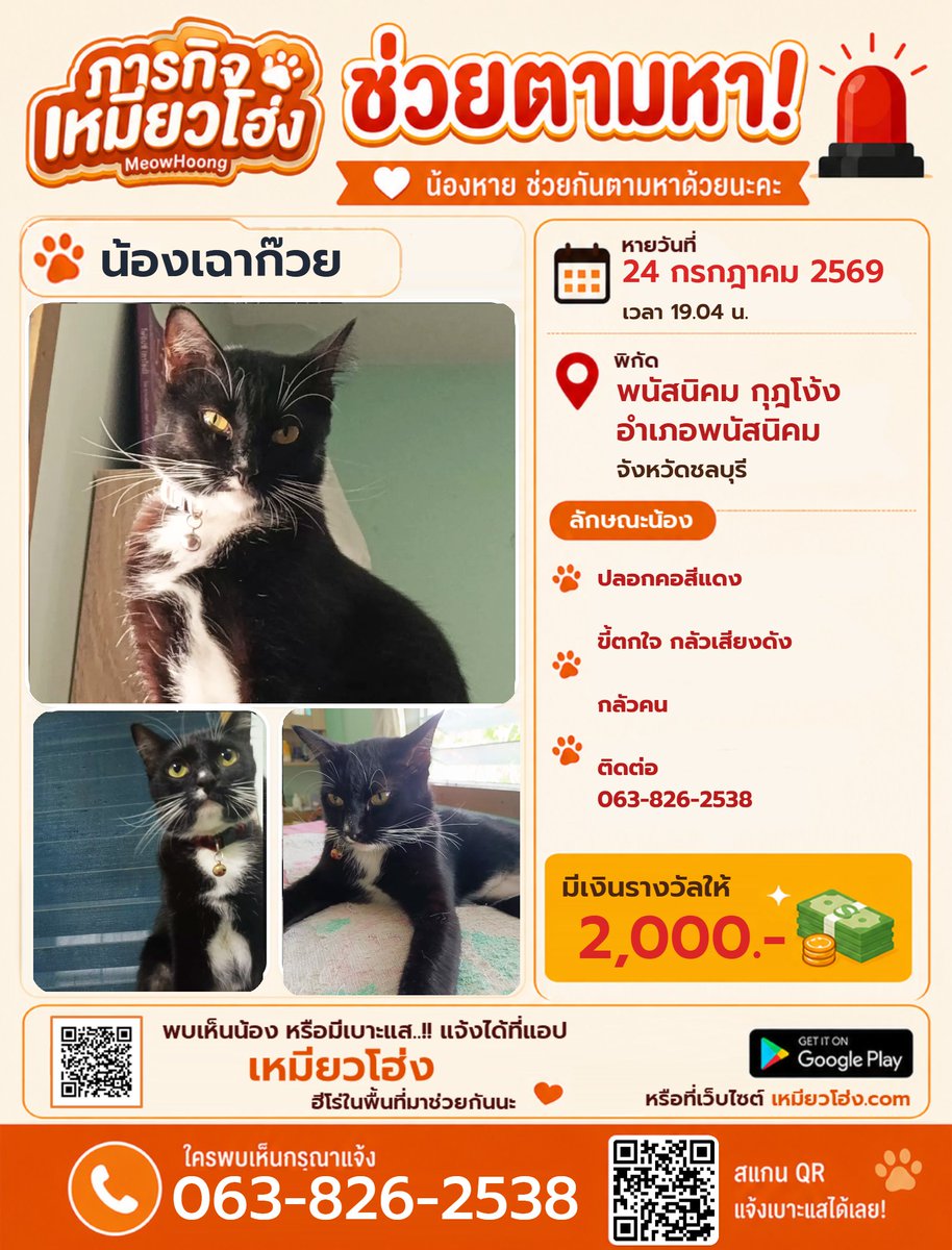 MeowHoongTH's tweet photo. น้องเฉาก๊วย: เป็นแมวสีดำแต้มขาว ใส่ปลอกคอสีแดง หายไปเมื่อวันที่ 24 กรกฎาคม นิสัยขี้ตกใจ

หากพบเห็นน้องในพื้นที่ ติดต่อด่วน: 063-826-2538

👉 โหลดแอปฯ ได้ที่นี่: https://t.co/V4LnYPddLU

#เหมียวโฮ่ง #แมวหาย #ชลบุรี #พนัสนิคม #กุฎโง้ง #ตามหาสัตว์เลี้ยง #ช่วยน้องกลับบ้าน #ทาสแมว https://t.co/Mik2XKXCDb