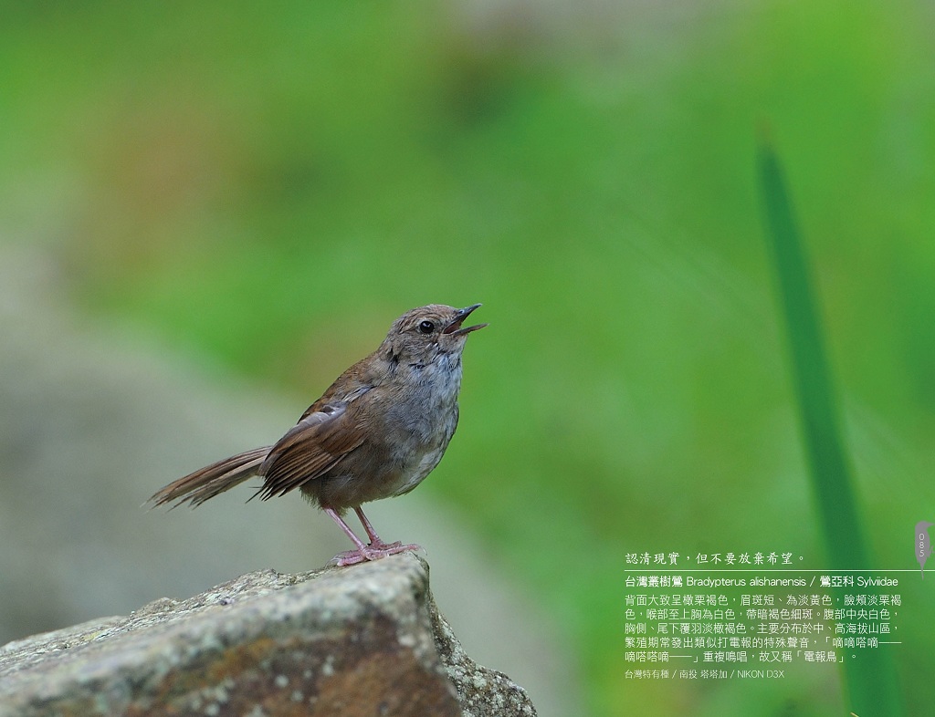 jiantimou's tweet photo. 台灣叢樹鶯Bradypterus alishanensis / 鶯亞科Sylviidae
NIKON D3X https://t.co/NKCAUc8tkh