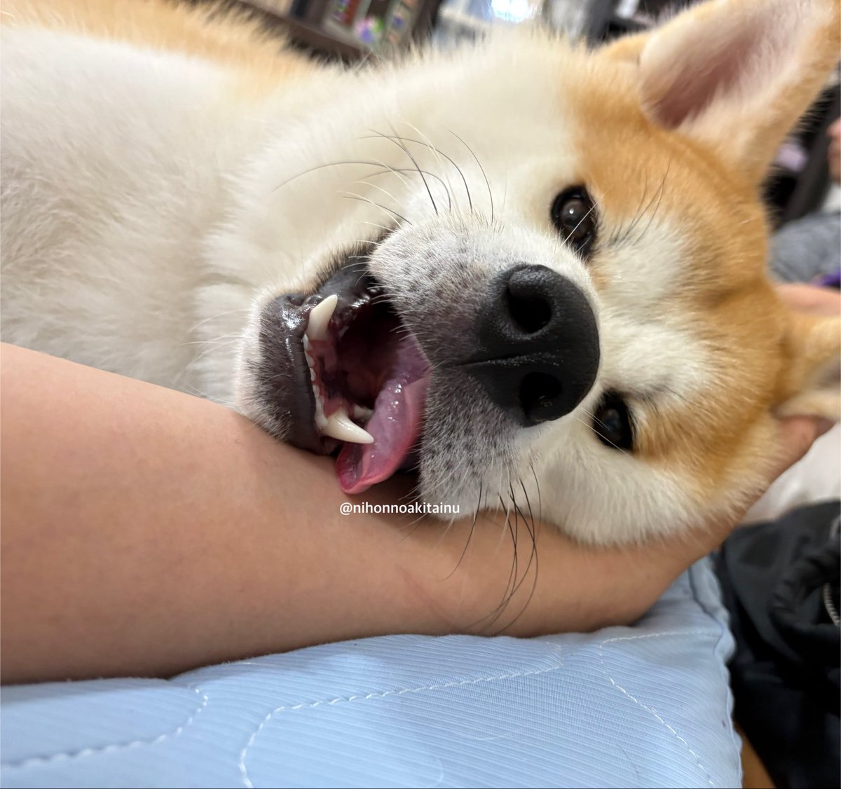 nihonnoakitainu's tweet photo. うでまくら　すき https://t.co/rI75QAaqYV
