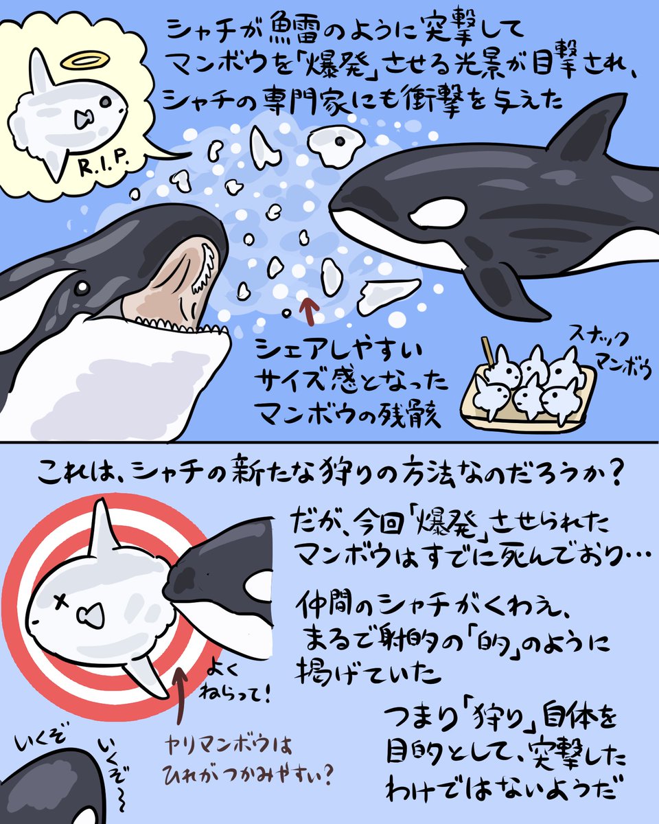 numagasa's tweet photo. マンボウが爆発した件の図解
シャチの心は謎に満ちています https://t.co/YCbAxuGSXD
