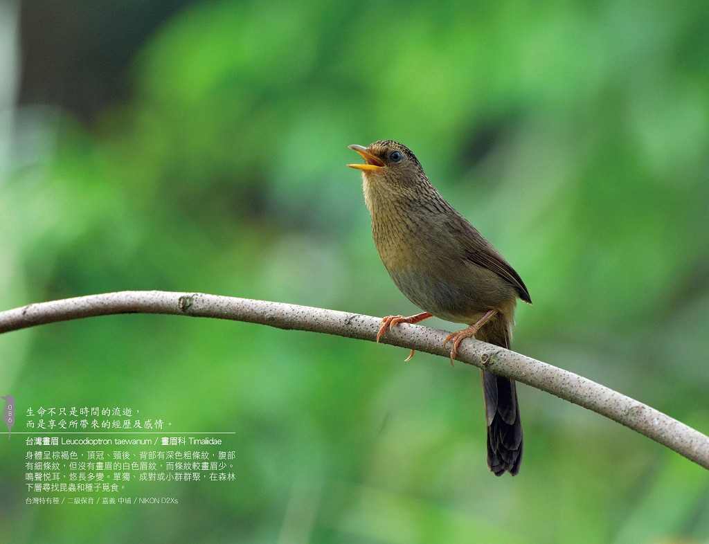 jiantimou's tweet photo. 台灣畫眉Leucodioptron taewanum / 畫眉科 Leucodioptron
NIKON D2Xs https://t.co/oEzUUKxALO