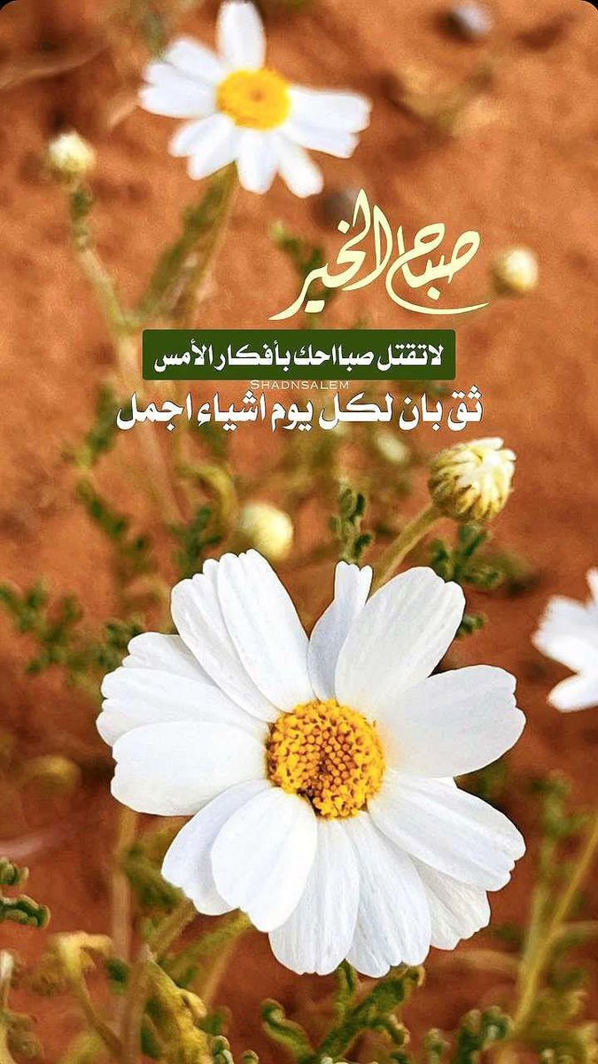 شـمـس 🦋 tweet media