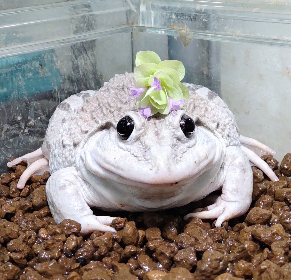 pikaeru_frogs's tweet photo. オレガノケントビューティーとガブリエル🐸🪽✨

#ババトラフガエル #天使の微笑み #ガブリエル #美白 #もち肌 #カエル https://t.co/tgcr27ef8W