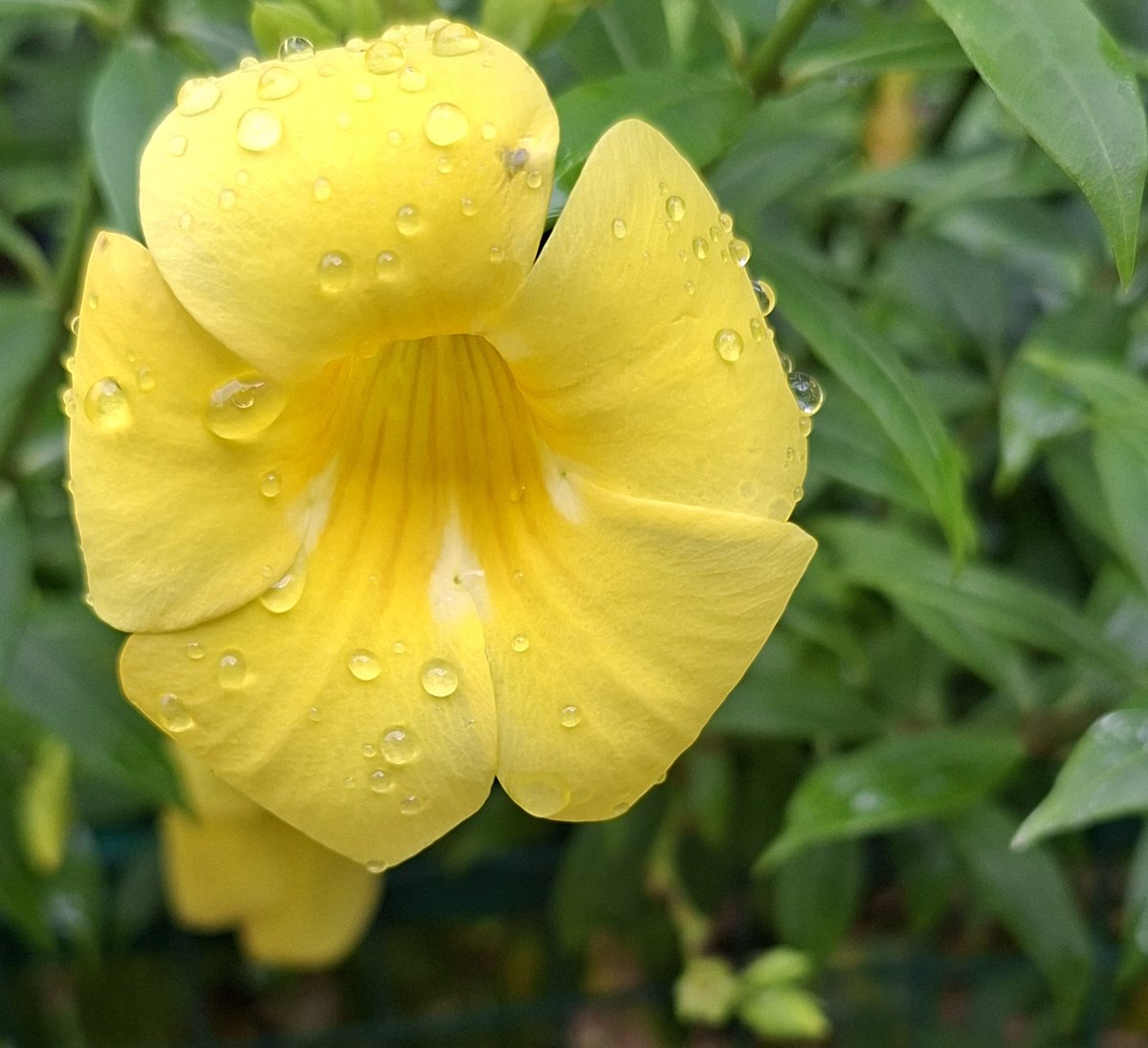 ashumeher1210's tweet photo. #Flowers of many #hues https://t.co/PpVzvkQDTV