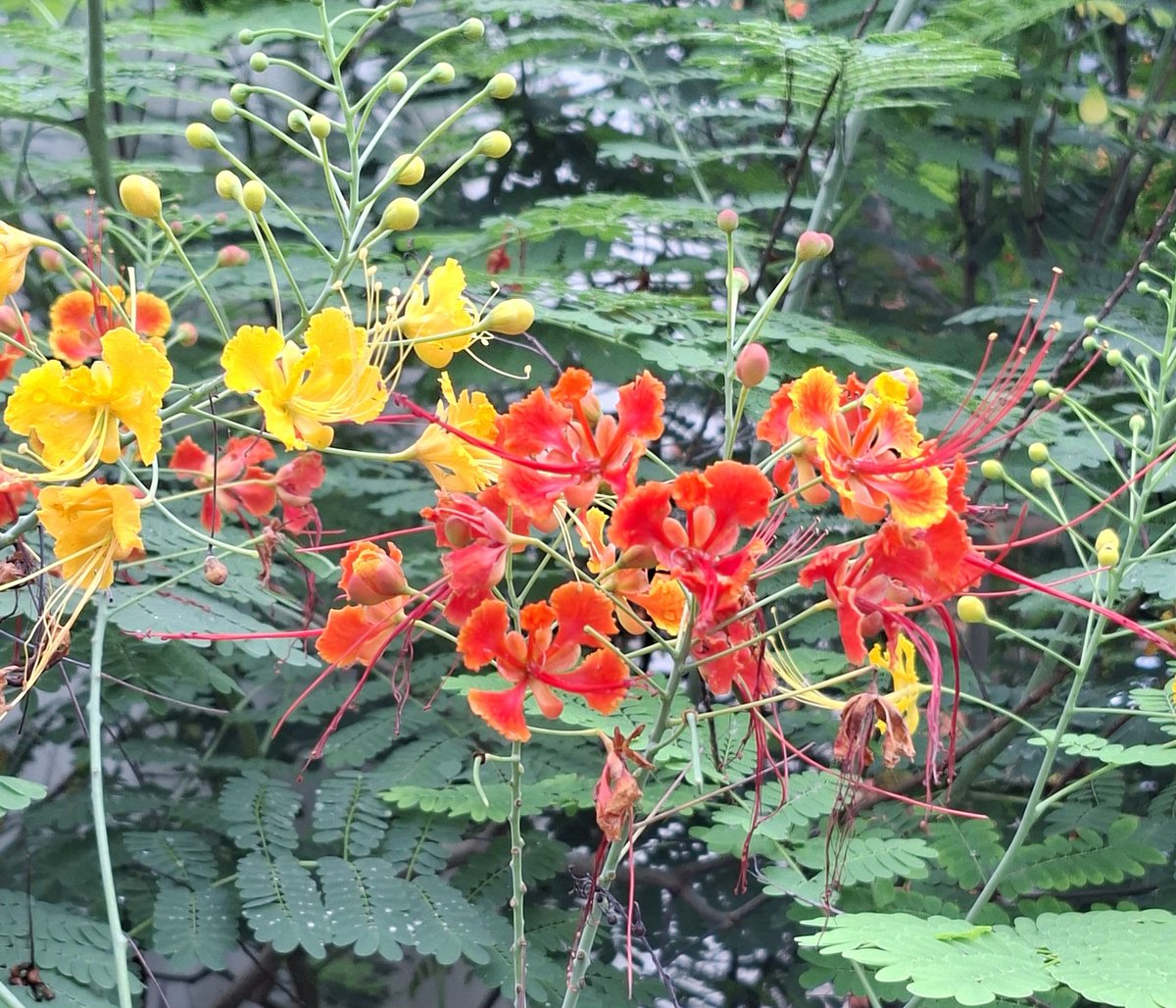 ashumeher1210's tweet photo. #Flowers of many #hues https://t.co/PpVzvkQDTV