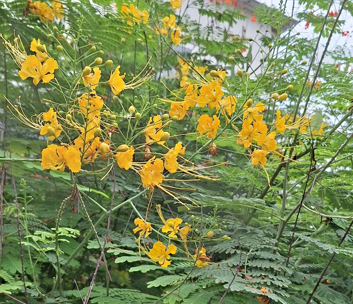 ashumeher1210's tweet photo. #Flowers of many #hues https://t.co/PpVzvkQDTV