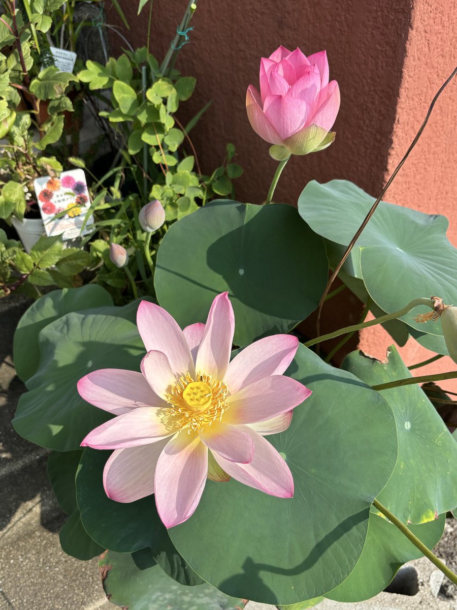 hakuto142's tweet photo. 蓮　美中紅

ウチにある蓮の中で1番多花性

既に10輪くらい咲いてます

蕾もまだまだ

他の蓮も施肥の量を例年より増やしたら、成長かなり良いです☺️ https://t.co/uPaTqMhDne