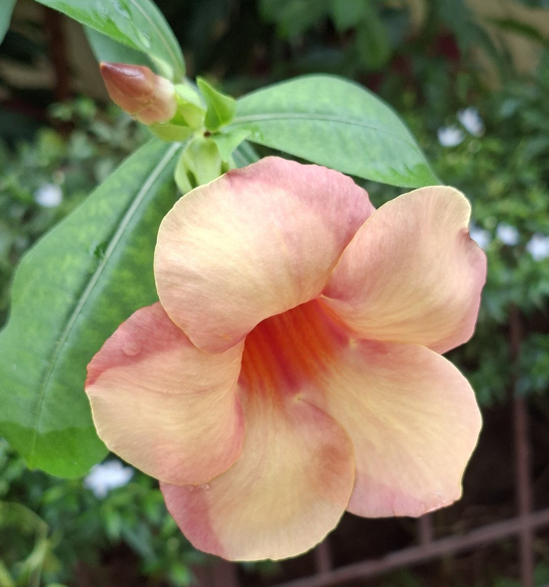 ashumeher1210's tweet photo. #Flowers of many #hues https://t.co/PpVzvkQDTV