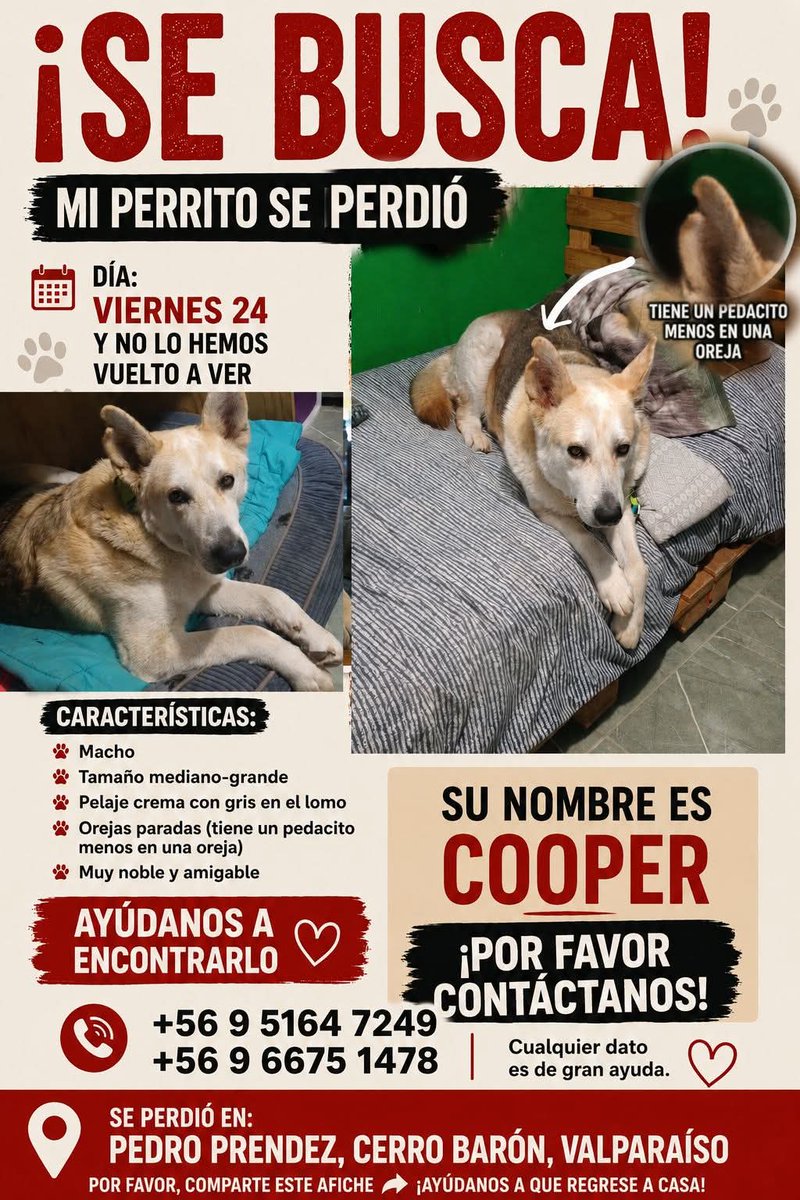 BrendaEtchegar1's tweet photo. VALPARAISO SE BUSCA A COOPER, SE PERDIO EN CERRO BARON 🙏🙏🙏 https://t.co/lluJljoHwb