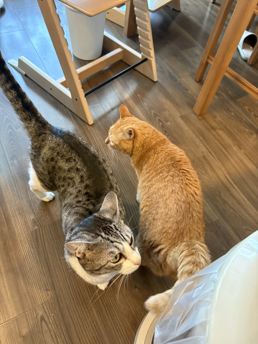 こいもちゃん🐈 tweet media
