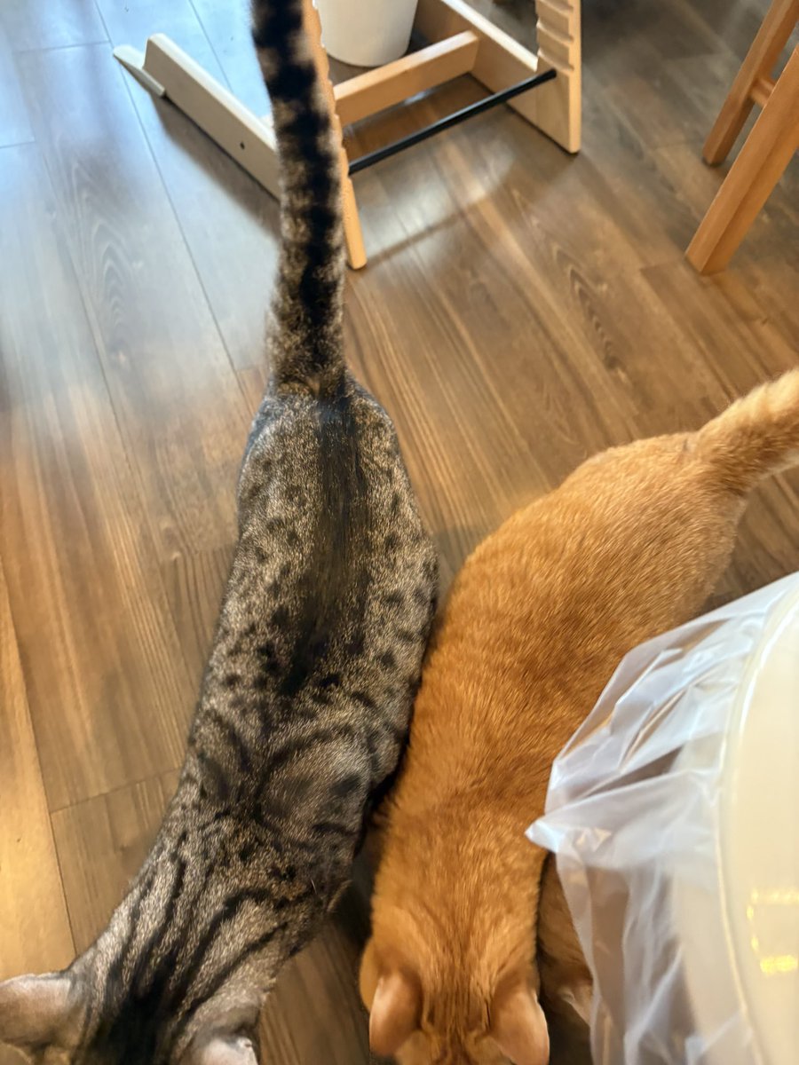 こいもちゃん🐈 tweet media