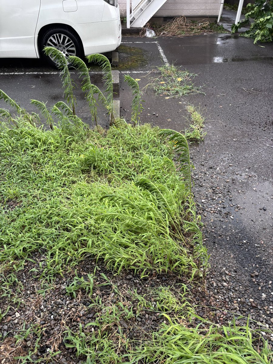sokkiab's tweet photo. すごい風雨でした。。パニヤのおかげでハンドル周りも痛めずにすみました https://t.co/wtlMkGloMe
