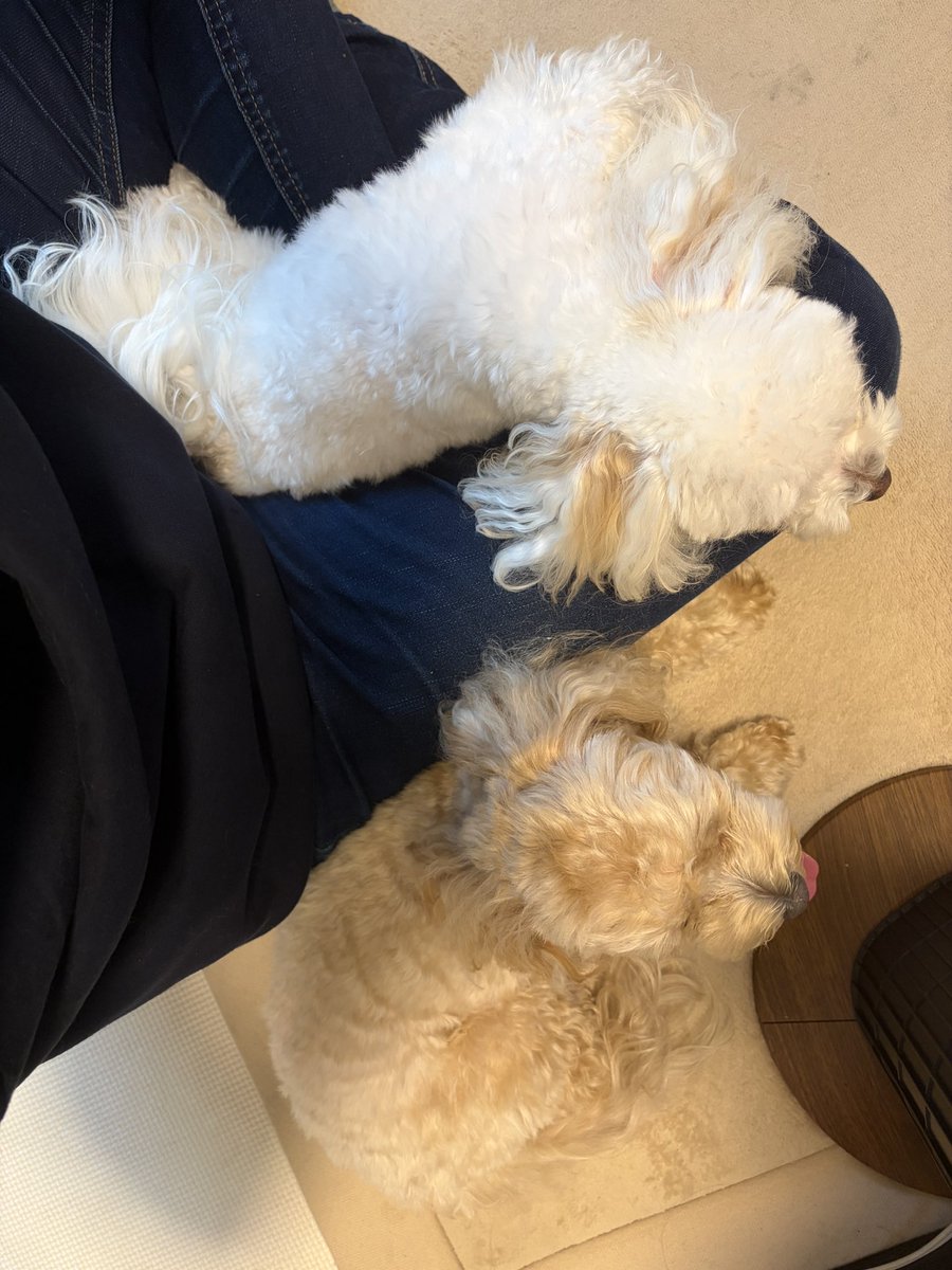 MASAMI_uw's tweet photo. そして今日もこの図
めるは雷にビビってパンティングしながらくっつく
ぱるはビビって膝の上乗って安心して寝るw
この前の雷の時もこれだったね君たちw https://t.co/qxvA98ck2Q