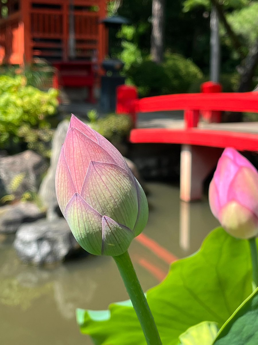 usami85364409's tweet photo. 朝活、蓮の花を見てきました🪷😊

#高幡不動尊
#大賀ハス https://t.co/S8wCu0RW96