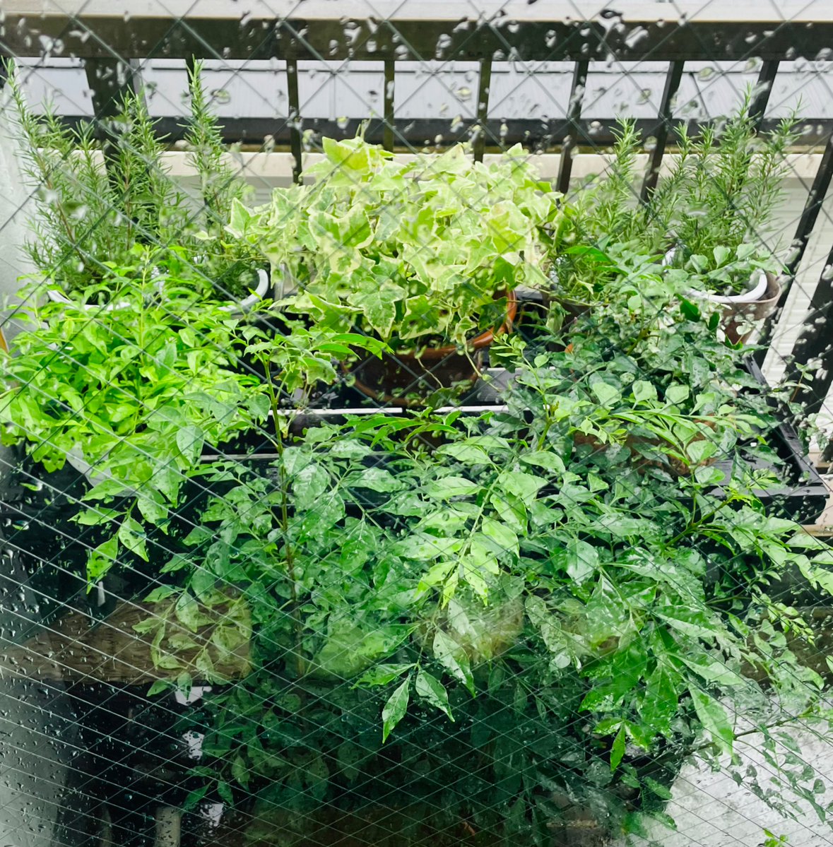 tnr_stamp's tweet photo. めぐみのあめ⛈️✨
#EverGreen
#SuchaLovelyPlace
#HaveaNiceWeekend https://t.co/iFavsLUaSY