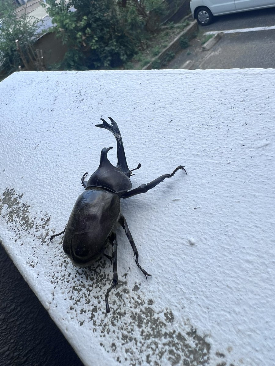 sada_yome's tweet photo. 玄関開けたらカブトムシ https://t.co/o85YWZuGHl