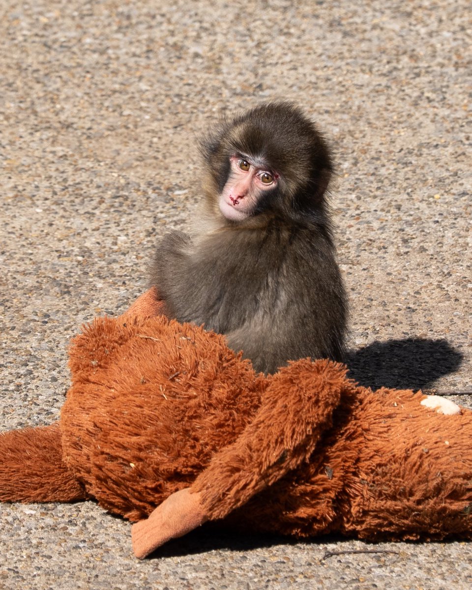 Viral baby monkey Punch turns 1. https://t.co/vY8uiUmcWr