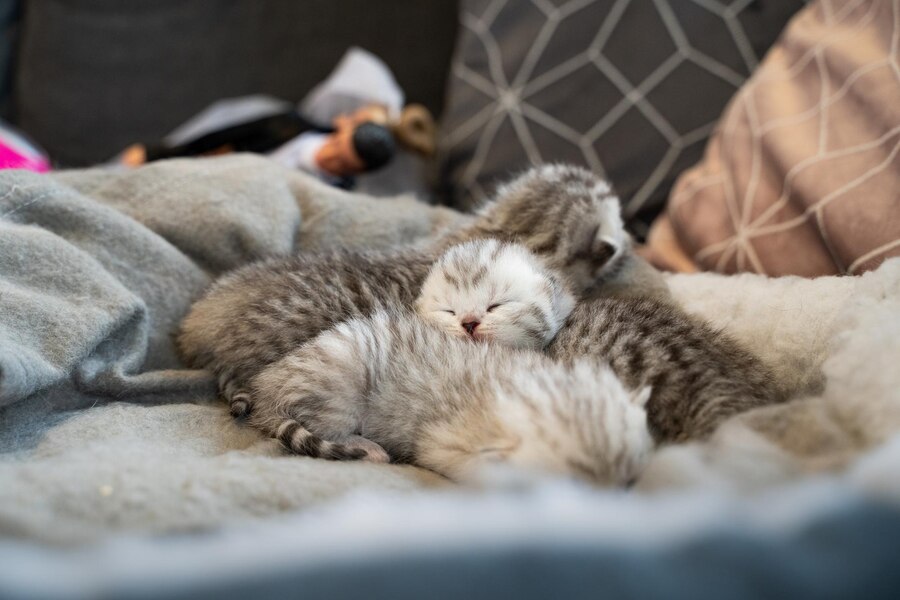 AnnaPar47856571's tweet photo. Just spent 20 mins laughing till my sides hurt at a silly cat video—today’s tiny perfect win, all my stress’s gone!， https://t.co/9KUIKtlS5v