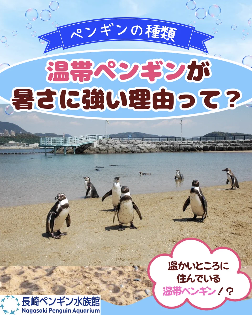 長崎ペンギン水族館【公式】 on X: 